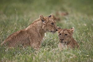 Panthera Prints: Lion (Panthera Leo) cubs, Ngorongoro Crater, Tanzania, East Africa, Africa