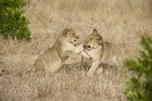 Images Dated 18th October 2006: Two lion (Panthera leo) cubs playing