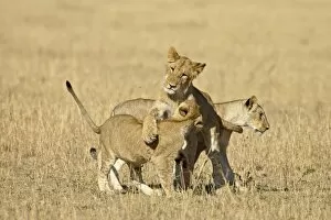 Images Dated 18th October 2006: Lion (Panthera leo) cubs playing, Masai Mara National Reserve, Kenya, East Africa, Africa