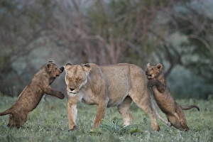 Nurture Prints: Lion (Panthera leo), two cubs playing with their mother, Ngorongoro Crater, Tanzania