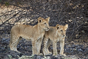 Game Reserve Prints: Two lion (Panthera leo) cubs, Selous Game Reserve, Tanzania, East Africa, Africa