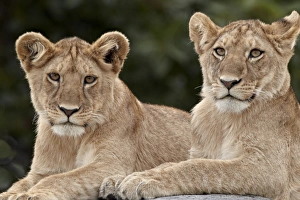 Lying Prints: Two lion (Panthera leo) cubs, Serengeti National Park, Tanzania, East Africa, Africa