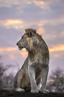 Kwazulu Natal Prints: Lion (Panthera leo) at dawn, Zimanga private game reserve, KwaZulu-Natal, South Africa