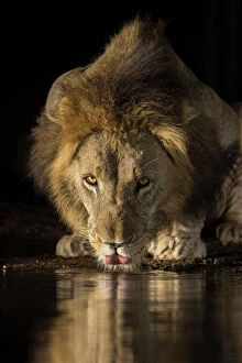 Flowing Water Gallery: Lion (Panthera leo) drinking at night, Zimanga private game reserve, KwaZulu-Natal