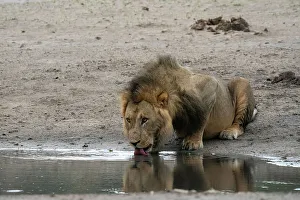 Savanna Prints: Lion (Panthera leo) drinking at a waterhole, Savuti, Chobe National Park, Botswana, Africa