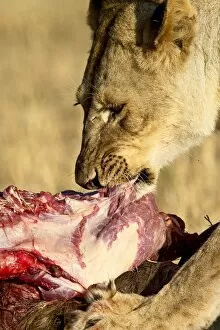 Images Dated 16th October 2006: Lion (Panthera leo) eating a wildebeest