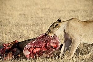 Lion (Panthera leo) eating a wildebees t
