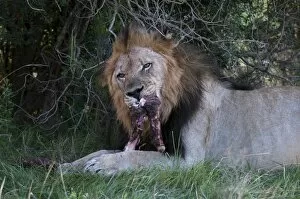 Images Dated 19th April 2010: Lion (Panthera leo) eating a wildebeest, Kariega Game Reserve, South Africa, Africa