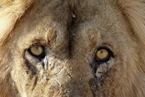 Lion (Panthera leo) eyes, Kgalagadi Transfrontier Park, encompassing the former Kalahari Gemsbok National Park