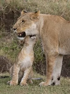 Images Dated 9th October 2009: Lion (Panthera leo) female and cub, Masai Mara, Kenya, Eat Africa, Africa