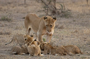 Lion (Panthera leo) female and cubs, Masai Mara, Kenya, East Africa, Africa