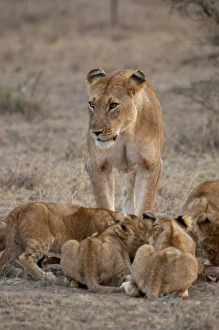 In The Wild Prints: Lion (Panthera leo) female and cubs, Masai Mara, Kenya, East Africa, Africa