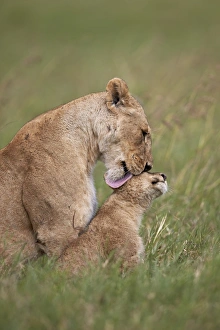 Lion (Panthera leo) female grooming a cub, Ngorongoro Crater, Tanzania, East Africa
