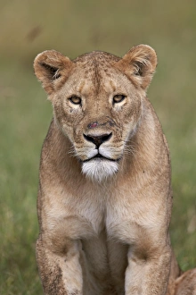 Panthera Prints: Lion (Panthera Leo) female (lioness), Ngorongoro Crater, Tanzania, East Africa, Africa
