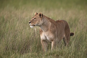 Panthera Prints: Lion (Panthera leo) female (lioness) in tall grass, Serengeti National Park, Tanzania