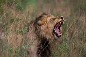 Savanna Prints: Lion (Panthera leo) flehming, Savuti, Chobe National Park, Botswana, Africa