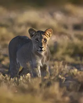 Panthera Prints: Lion (Panthera leo), immature, Kgalagadi Transfrontier Park encompassing the former