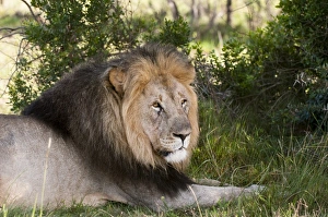 Images Dated 19th April 2010: Lion (Panthera leo), Kariega Game Reserve, South Africa, Africa
