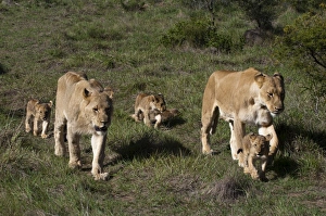 Images Dated 20th April 2010: Lion (Panthera leo), Kariega Game Reserve, South Africa, Africa