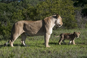 Images Dated 20th April 2010: Lion (Panthera leo), Kariega Game Reserve, South Africa, Africa