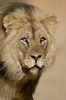 Images Dated 19th October 2007: Lion (Panthera leo), Kgalagadi Transfrontier Park, encompassing the former Kalahari Gemsbok