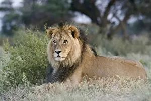 Images Dated 30th January 2008: Lion (Panthera leo), Kgalagadi Transfrontier Park, Northern Cape, South Africa, Africa
