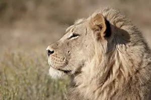 Images Dated 12th April 2011: Lion (Panthera leo), Kgalagadi Transfrontier Park, encompassing the former Kalahari Gemsbok