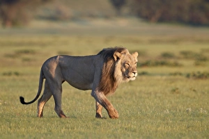 Wild Animals Prints: Lion (Panthera leo), Kgalagadi Transfrontier Park, South Africa, Africa