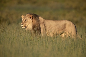 Lion (Panthera leo), Kgalagadi Transfrontier Park, South Africa, Africa