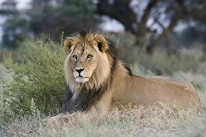 Images Dated 30th January 2008: Lion (Panthera leo), Kgalagadi Transfrontier Park, Northern Cape, South Africa, Africa