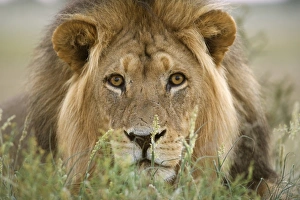 Images Dated 30th January 2008: Lion (Panthera leo), Kgalagadi Transfrontier Park, Northern Cape, South Africa, Africa