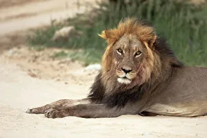 Big Cat Prints: Lion (Panthera leo), Kgalagadi Transfrontier Park, Northern Cape, South Africa, Africa