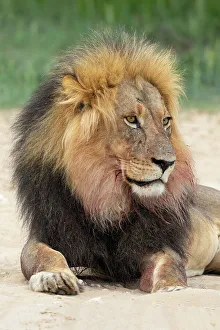 Big Cat Prints: Lion (Panthera leo), Kgalagadi Transfrontier Park, Northern Cape, South Africa, Africa