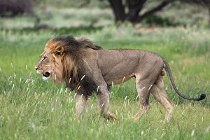 Big Cat Prints: Lion (Panthera leo), Kgalagadi Transfrontier Park, Northern Cape, South Africa, Africa