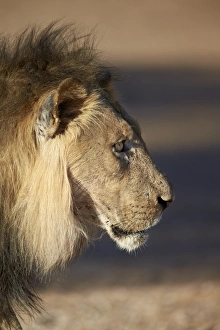 Lion (Panthera leo), Kgalagadi Transfrontier Park, encompassing the former Kalahari Gemsbok National Park, South Africa, Africa