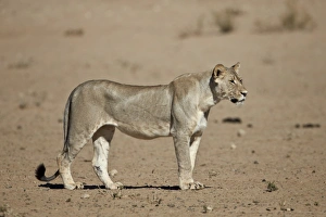 Lion (Panthera leo), Kgalagadi Transfrontier Park, encompassing the former Kalahari Gemsbok National Park, South Africa, Africa