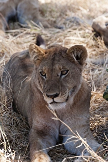 Lying On Front Prints: Lion (Panthera leo), Khwai Concession, Okavango Delta, Botswana, Africa
