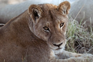 Lion (Panthera leo), Khwai Concession, Okavango Delta, Botswana, Africa