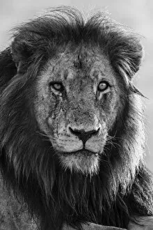 Monochrome Collection: Lion (Panthera leo), Kruger National Park, South Africa, Africa