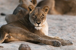 Lying On Side Prints: Lion (Panthera leo), Mala Mala Game Reserve, South Africa, Africa