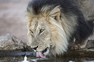 Panthera Prints: Lion (Panthera leo) male drinking, Kgalagadi Transfrontier Park, South Africa, Africa