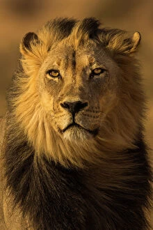 Safari Animals Gallery: Lion (Panthera leo) male, Kgalagadi Transfrontier Park, South Africa, Africa