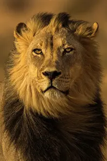 Wild Animals Prints: Lion (Panthera leo) male, Kgalagadi Transfrontier Park, South Africa, Africa