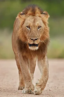 Male Animal Prints: Lion (Panthera leo), male, Kruger National Park, South Africa, Africa