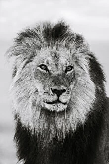 Monochrome Gallery: Lion (Panthera leo) male in monochrome, Kgalagadi Transfrontier Park, South Africa