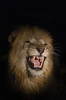 Wildlife Reserve Prints: Lion (Panthera leo) male at night, Zimanga private game reserve, KwaZulu-Natal, South