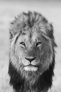 Males Prints: Lion (Panthera leo), male, Savuti, Chobe National Park, Botswana