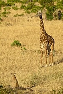 Lion (Panthera leo) and Masai giraffe