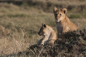 Vulnerable Species Prints: Lion (Panthera leo), Masai Mara, Kenya, East Africa, Africa