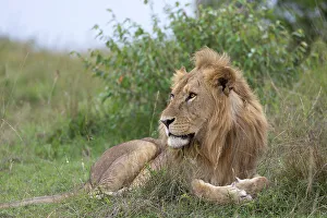 Strong Prints: Lion (Panthera leo), Masai Mara, Kenya, East Africa, Africa